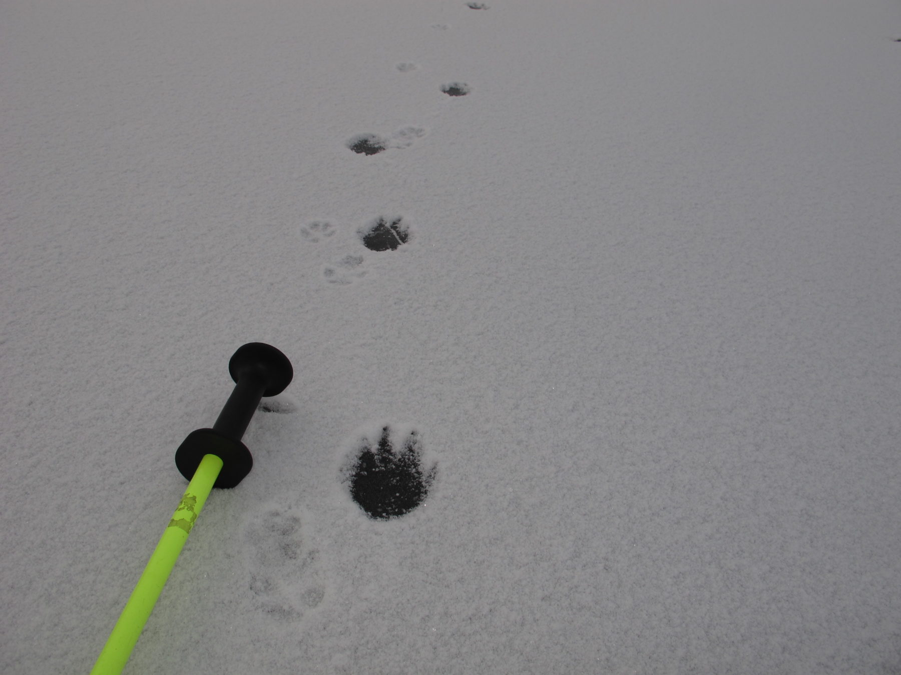 Wolf track on ice