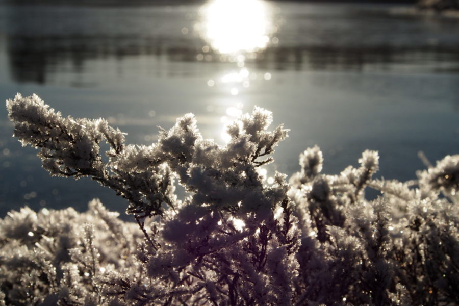 Cold frosty morning