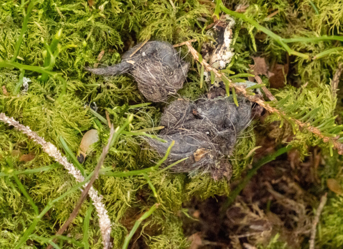 Droppings with moose hair