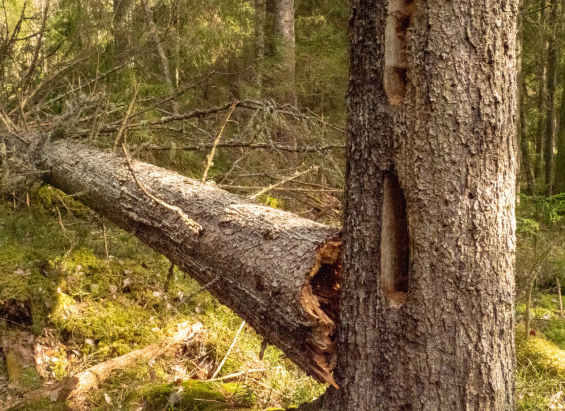 B. Woodpeckers eat ants in weakened spruce trees