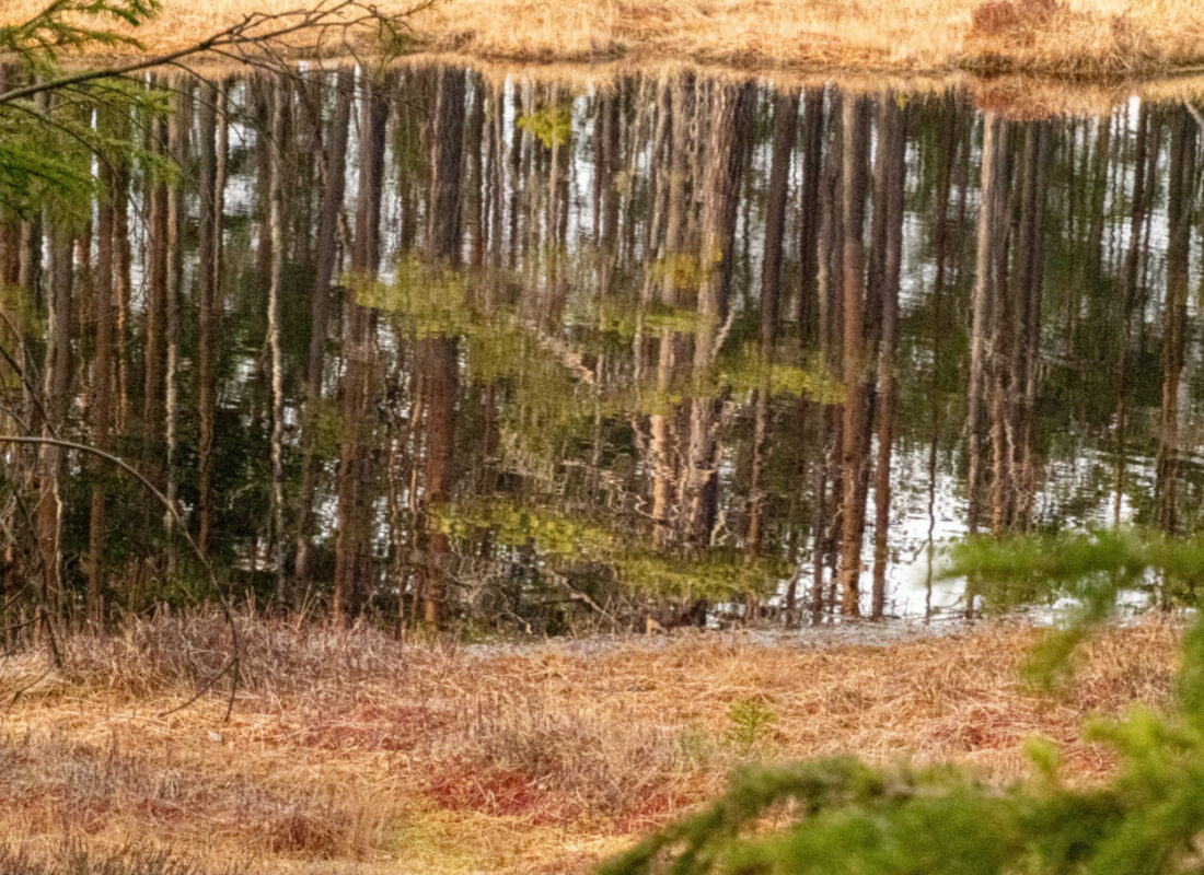 A mirror effect in the unspoiled marshland