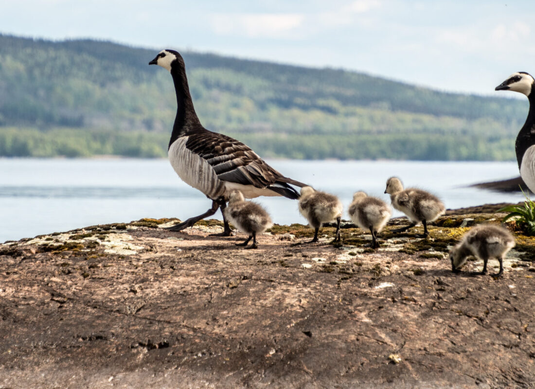 Barnacle goose family moving towards the water